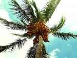 palma kokosowa od dołu